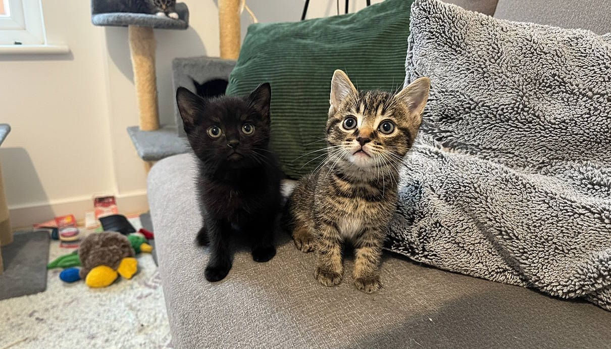 Two Kittens